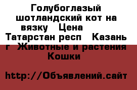 Голубоглазый шотландский кот на вязку › Цена ­ 900 - Татарстан респ., Казань г. Животные и растения » Кошки   